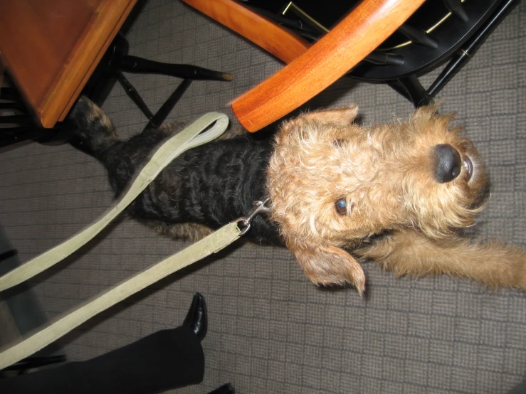 a dog looking away as its owner pulls him down