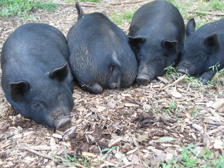 three little black pigs laying on the ground
