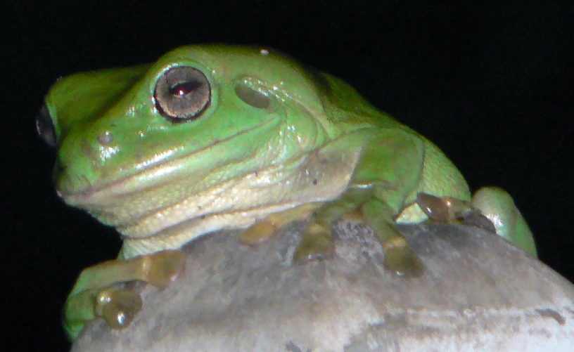 a frog with black eyes sitting on a piece of wood