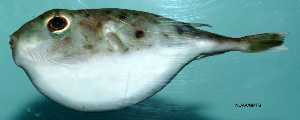 the head of a fish swims through water