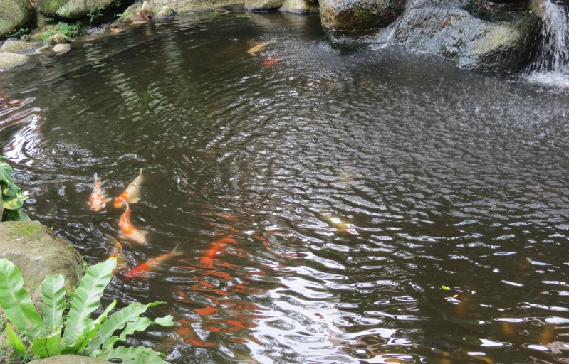 many gold fish swimming in a pond surrounded by rocks