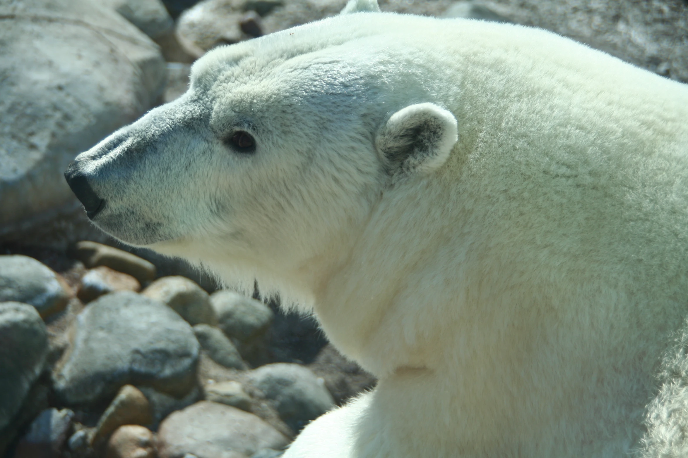 a polar bear standing on top of a rocky ground