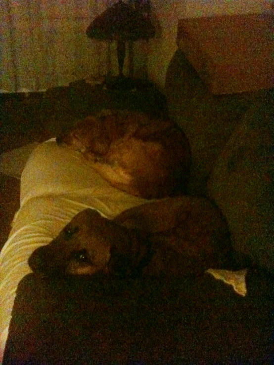 two dogs are curled up in the bed