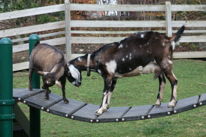 two goats standing on a wooden path