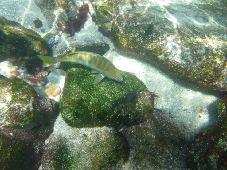 a close up of a large fish on the water