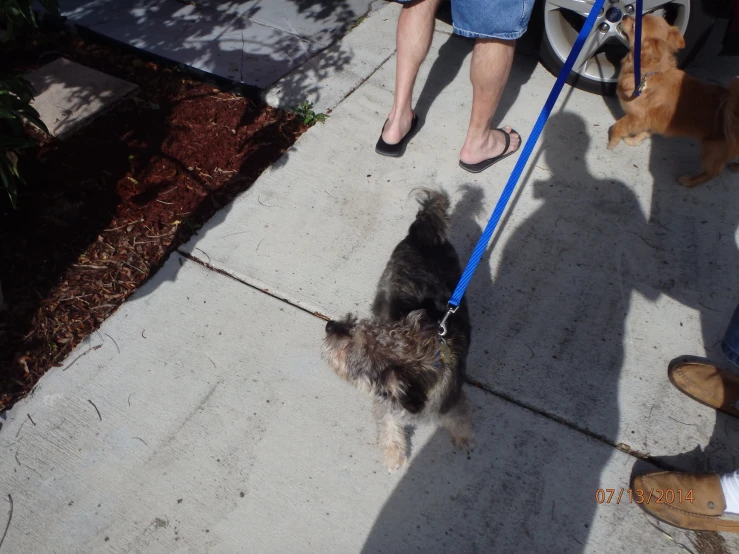 three dogs on leashes being walked by a woman