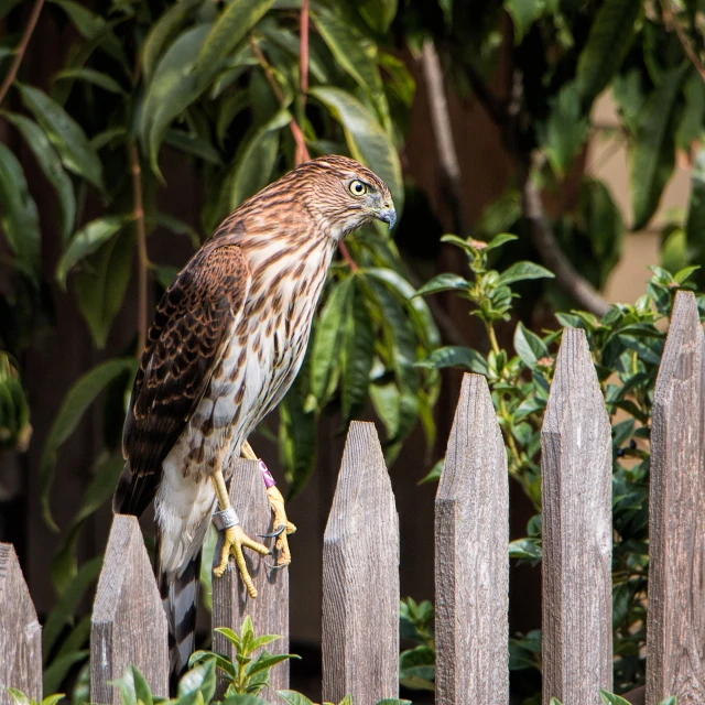 a bird that is sitting on top of a fence