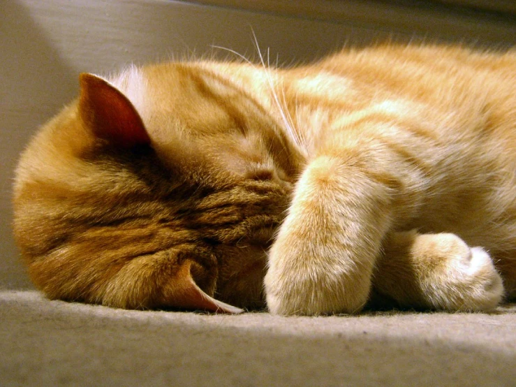 an orange cat laying on the ground with his head tucked up