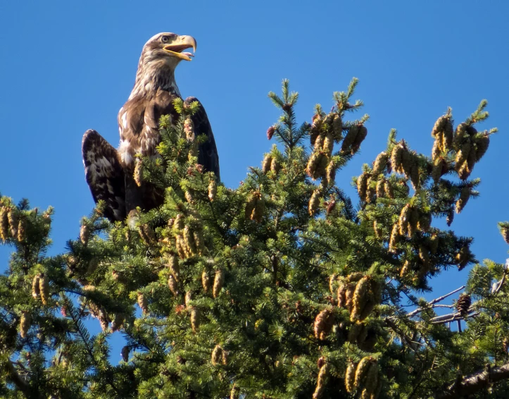 a hawk perched in a tree looking to the side