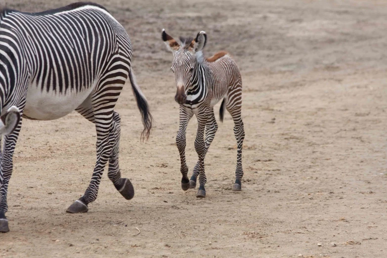 a little baby ze walks next to an adult ze