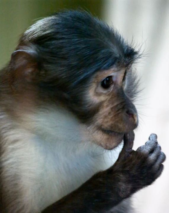 monkey sitting in the middle of a tree with one hand on it's chin