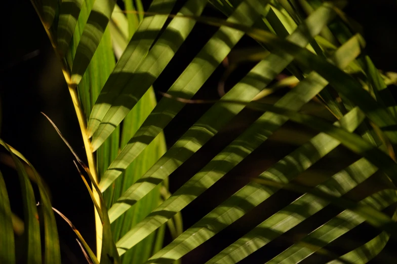 green leaves are close up in the dark