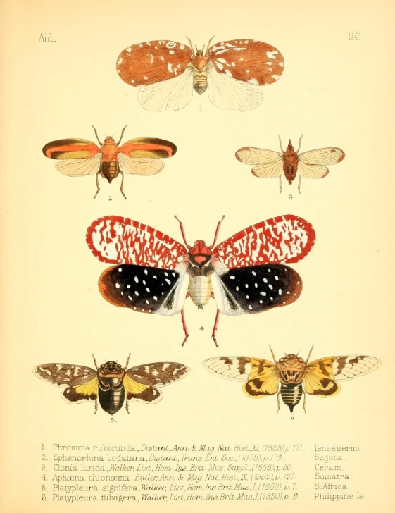 moths and their different colored markings on the wings