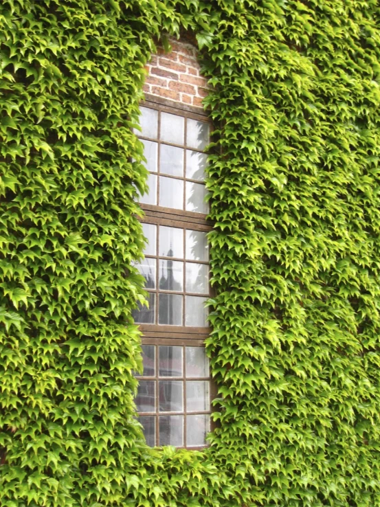 the window is covered with vines in a brick and glass