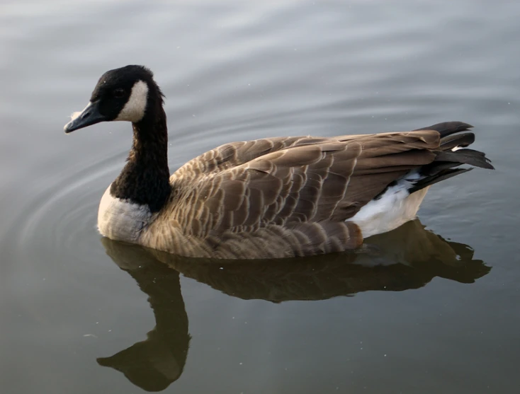 the duck has turned his head to look like he's swimming