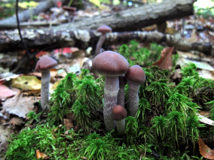 a group of mushrooms sit on moss in the forest