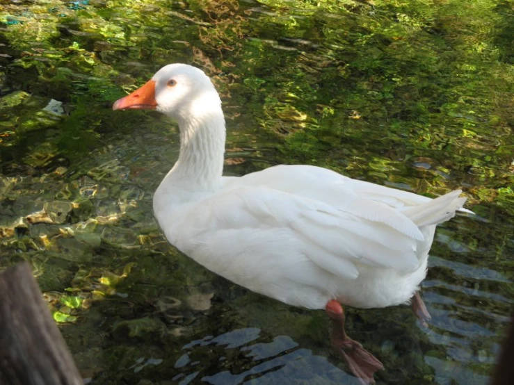 a white duck floating on top of water near trees