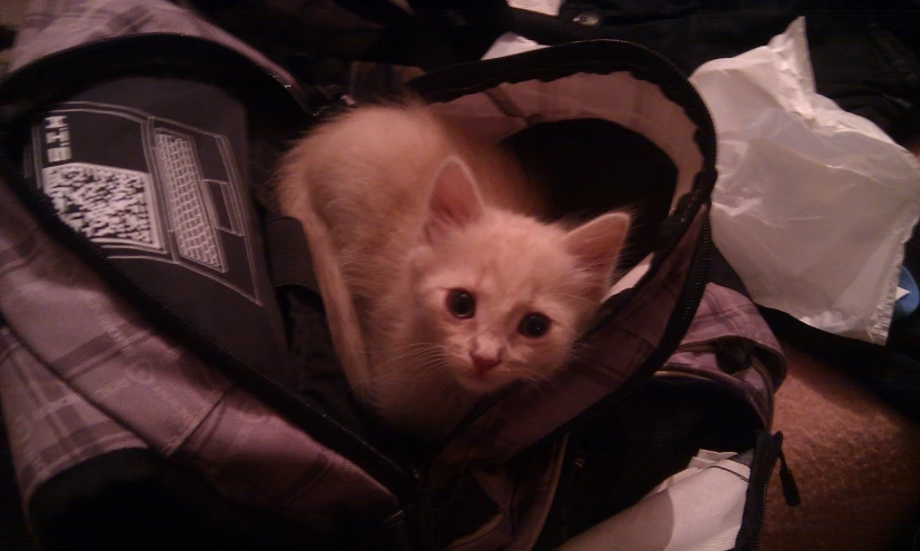 a cat is laying in an unrolled backpack