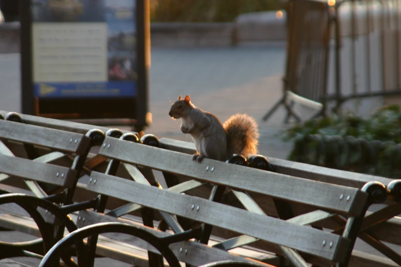 a squirrel that is sitting on top of some benches