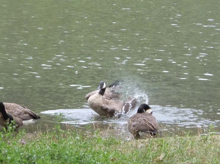 a group of geese splashing in water in a park
