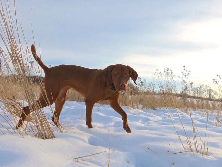 a brown dog walking in a snowy field