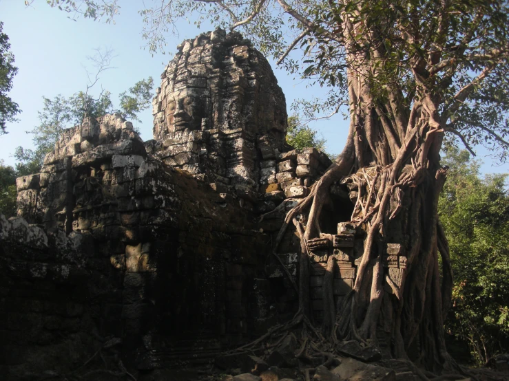 a tree growing over a stone structure with large roots