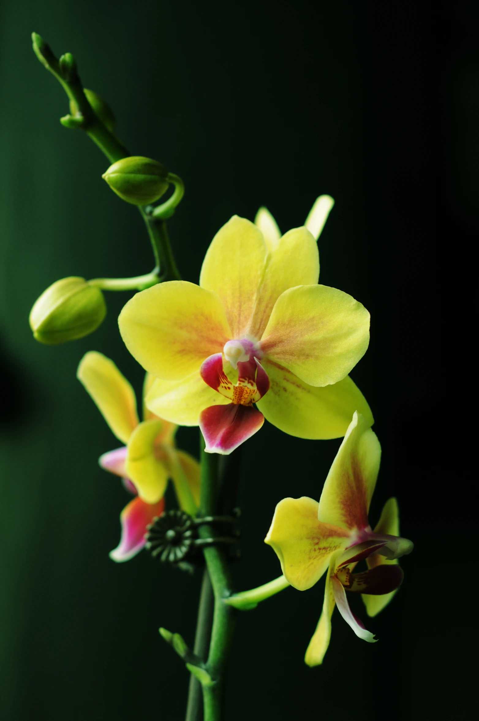 a large yellow flower is pographed in this image