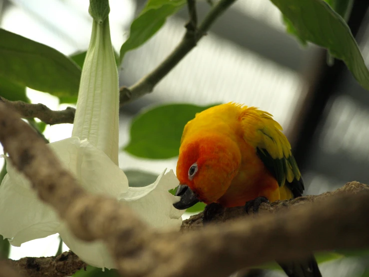 a yellow and red bird is in a tree