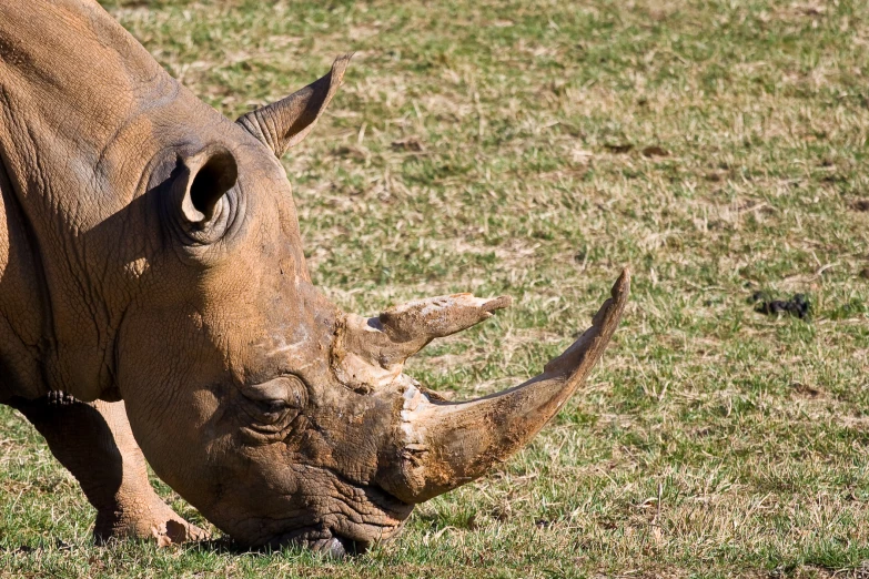 a black rhinoceros is eating grass in a field