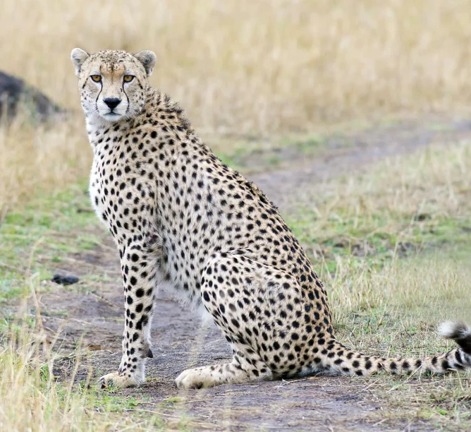 a cheetah in the african plains looks out on soing