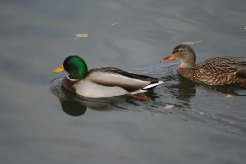 two ducks are floating on top of a lake