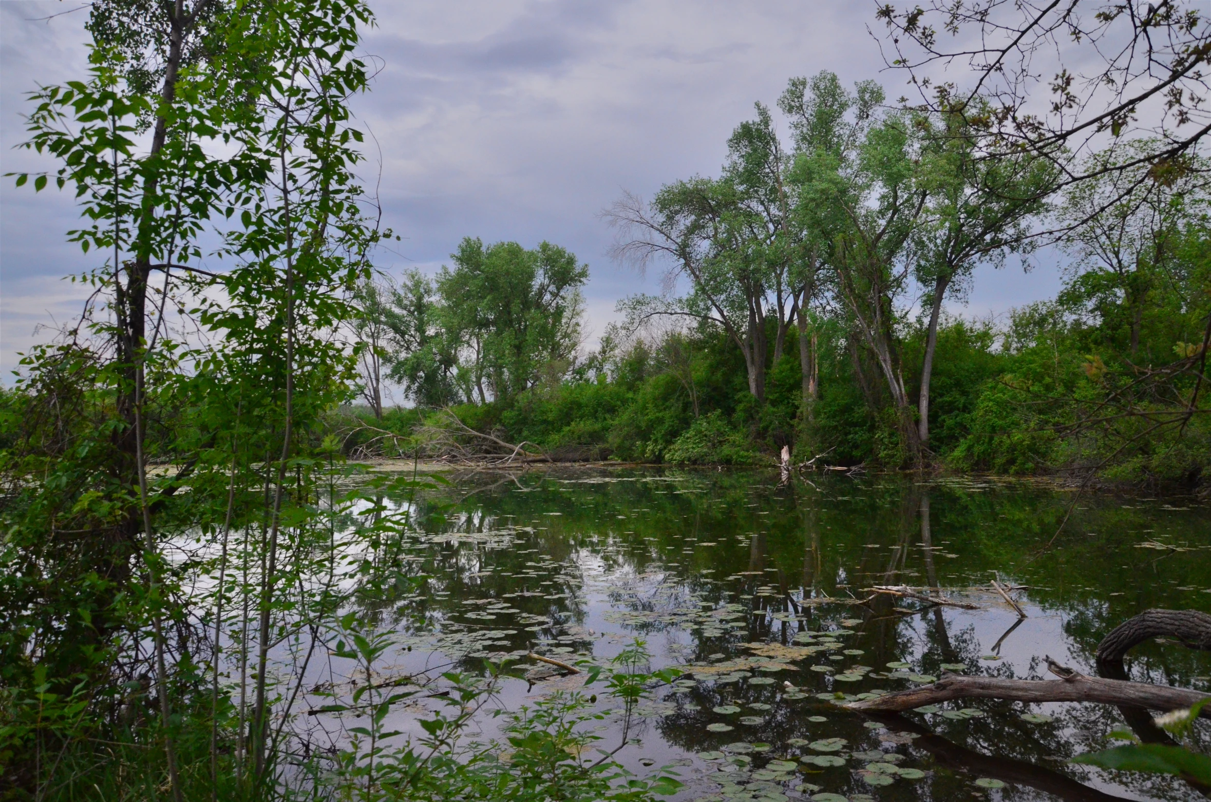 the water is calm and green along with lush trees