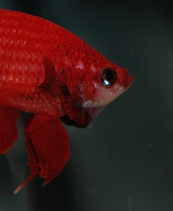 a close up of a red fish with its eyes open