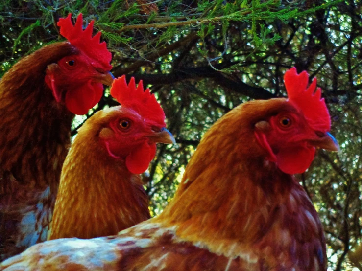 a close up of two roosters in the woods