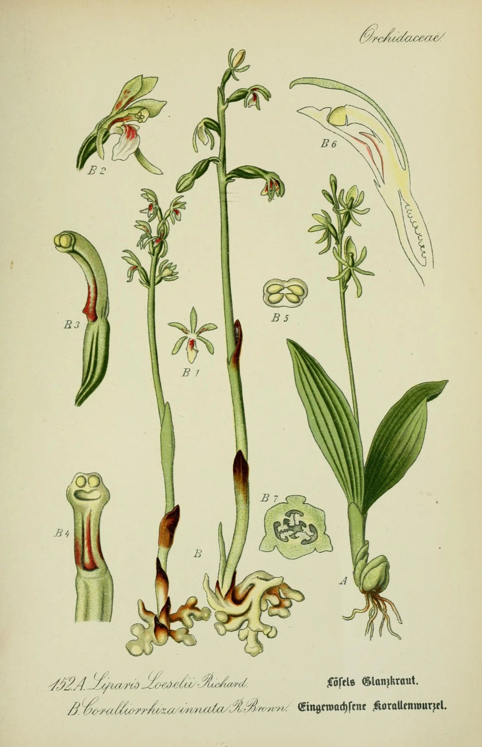 the illustration shows a green plant and other plants