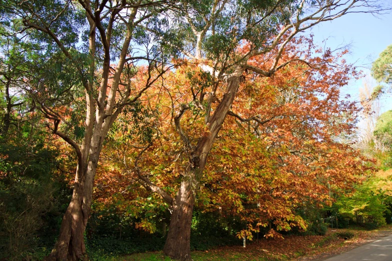 a paved road in a wooded area surrounded by fall foliage