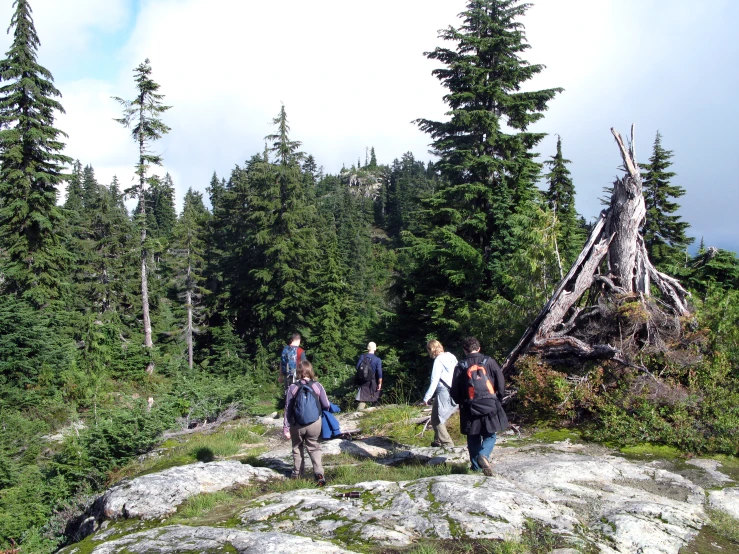 people with backpacks walking up a hill to a fallen tree