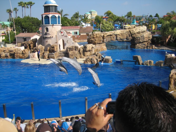 some people and some dolphins in a water park