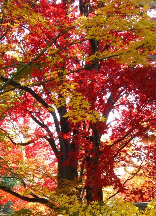 there is a large tree with red leaves on it