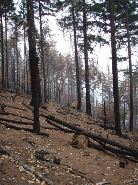 the pine forest is getting its green up by the trees