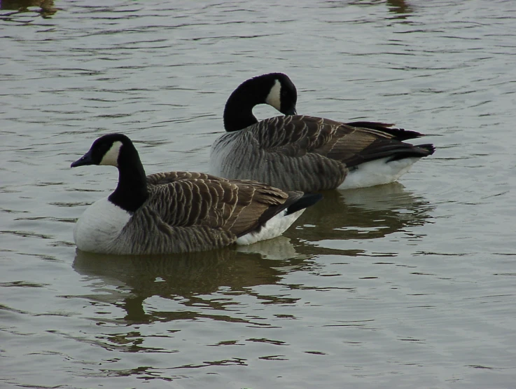 two geese are swimming in a body of water