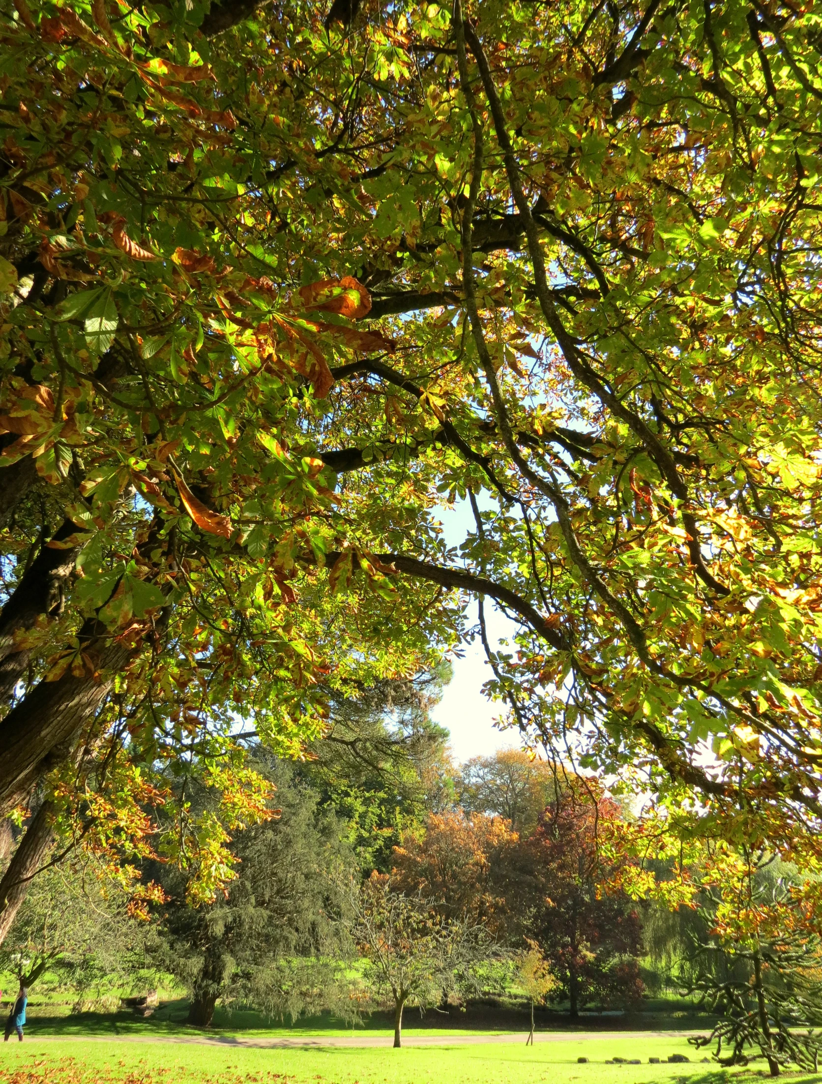 people walking in the distance under trees in a park