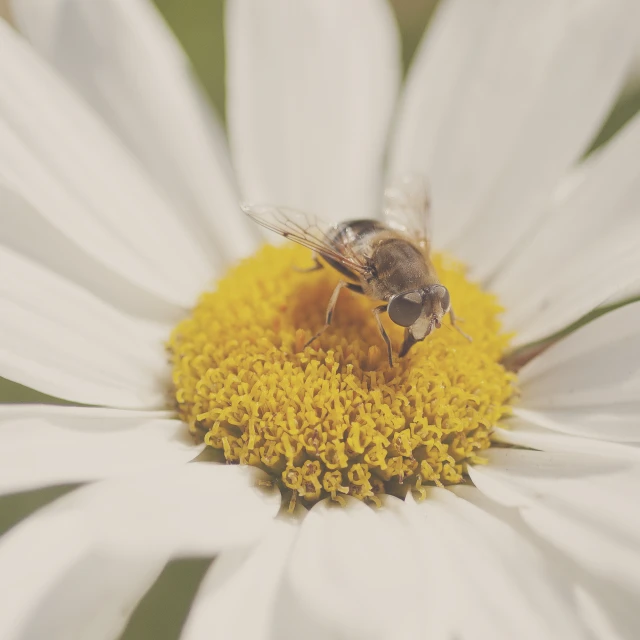 a honey on a white flower with yellow center