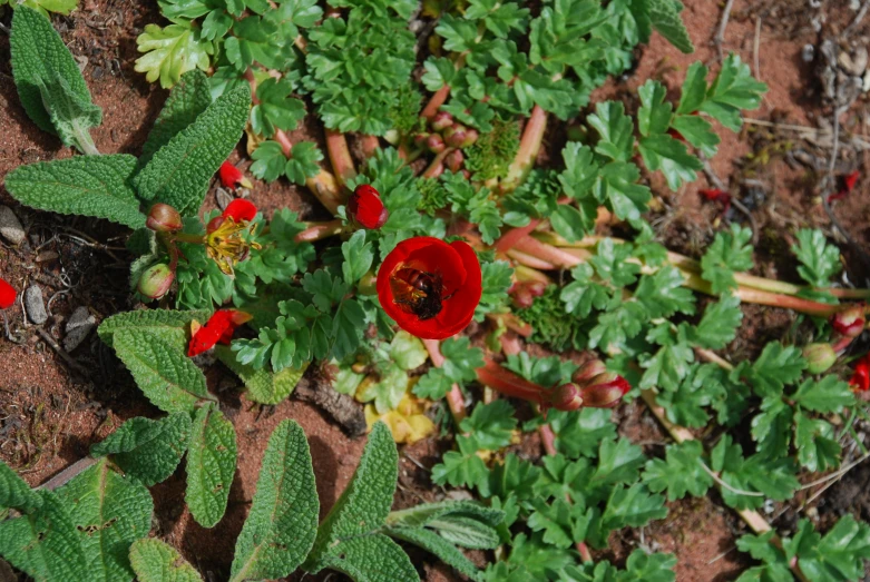 red flowers surrounded by green leafy plants