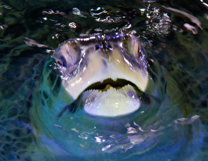 a white teeth swimming towards the camera from below