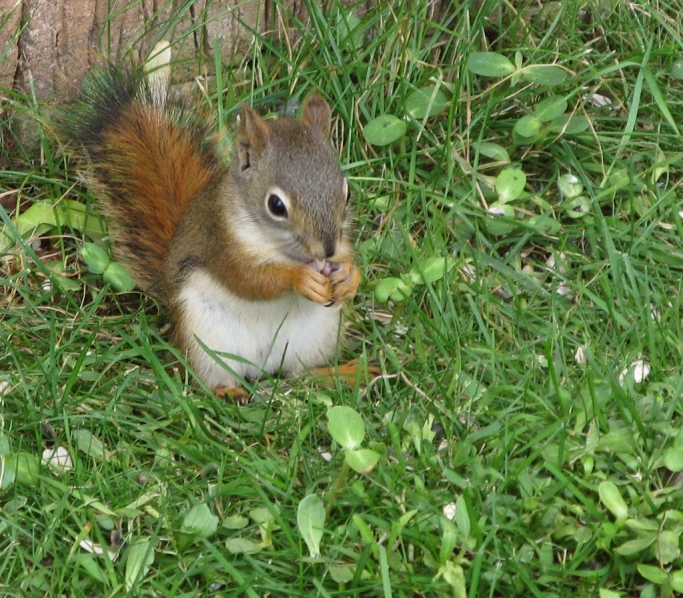 a squirrel eating in the grass with its front paws