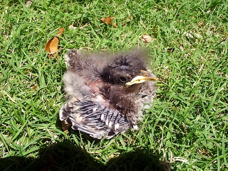 an image of small bird that is on the grass