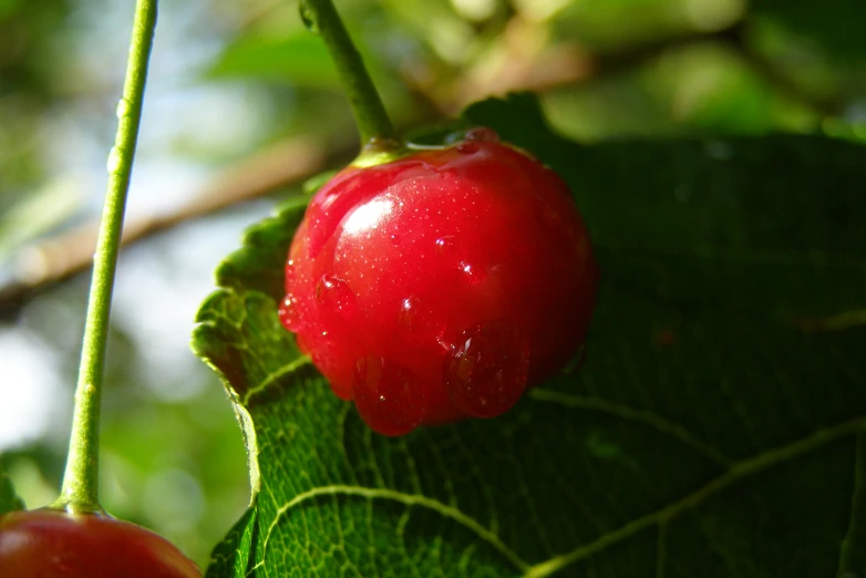 a red cherry hanging from a green leaf