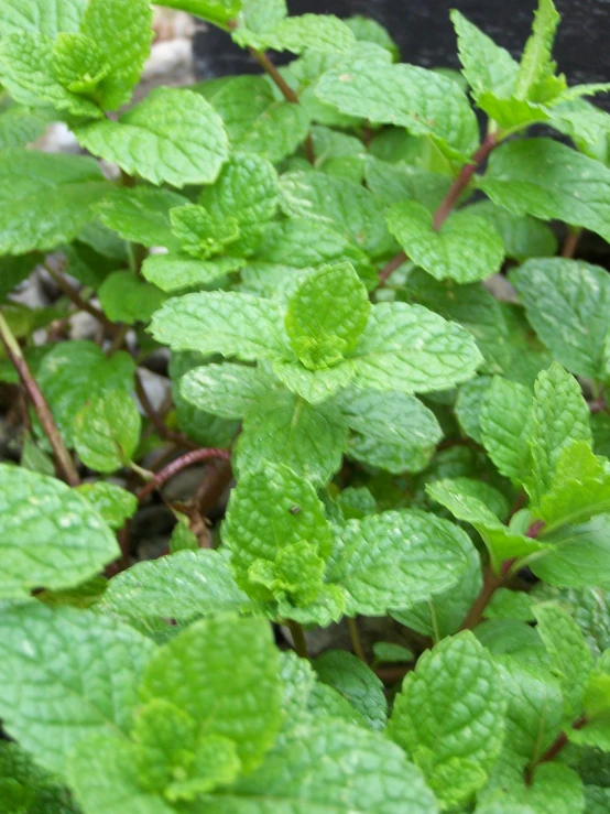 green leafy plants growing out of dirt and ground