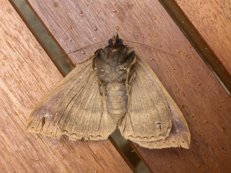 a moth is sitting on a wood bench